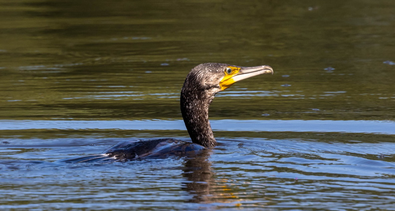 Grand Cormoran Phalacrocorax carbo - Great Cormorant