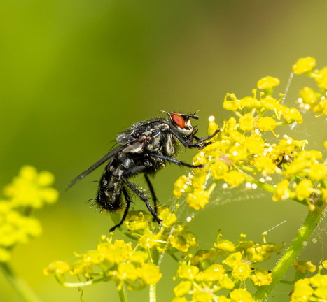 Sarcophaga carnaria