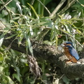 Martin-pêcheur d'Europe Alcedo atthis - Common Kingfisher