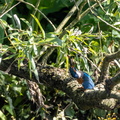 Martin-pêcheur d'Europe Alcedo atthis - Common Kingfisher