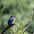 Martin-pêcheur d'Europe Alcedo atthis - Common Kingfisher