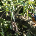 Martin-pêcheur d'Europe Alcedo atthis - Common Kingfisher