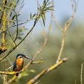 Martin-pêcheur d'Europe Alcedo atthis - Common Kingfisher