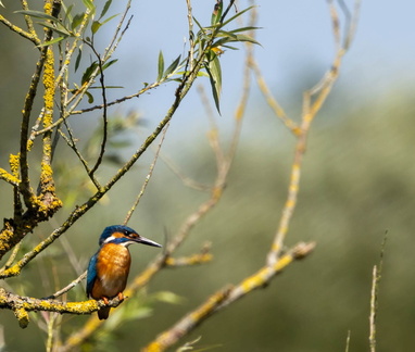 Martin-pêcheur d'Europe Alcedo atthis - Common Kingfisher