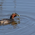 Grèbe castagneux Tachybaptus ruficollis - Little Grebe