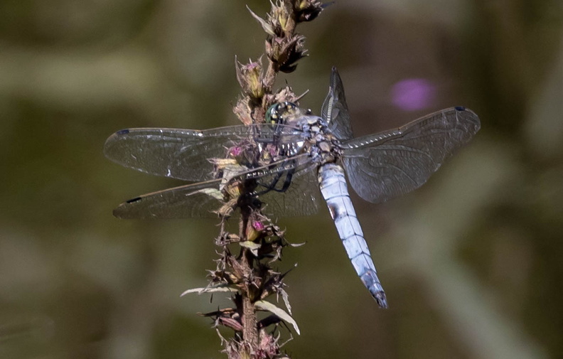 libellule : orthétrum réticulé (Orthetrum cancellatum) 