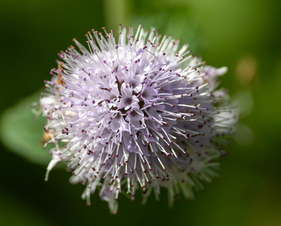 Menthe aquatique