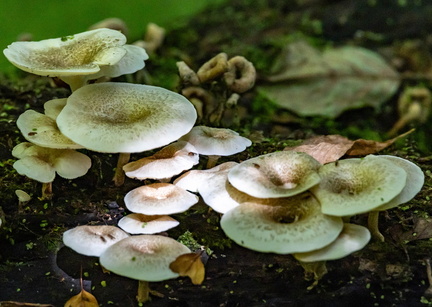 Lentinus squarrosulus