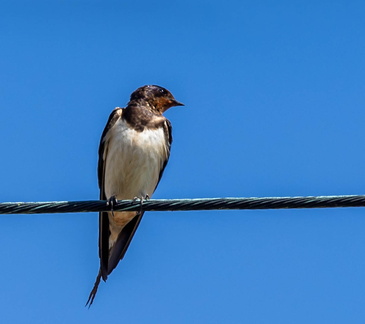Hirondelle rustique Hirondelle de cheminée Hirundo rustica - Barn Swallow (mâle)