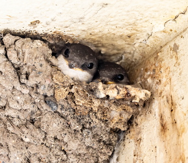 Hirondelle de fenêtre Delichon urbicum - Western House Martin
