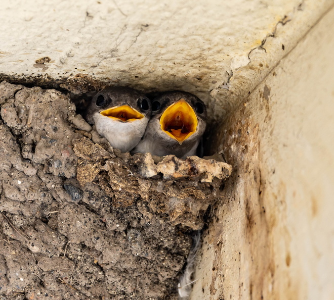 Hirondelle de fenêtre Delichon urbicum - Western House Martin