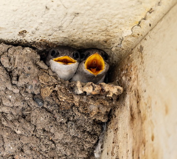 Hirondelle de fenêtre Delichon urbicum - Western House Martin