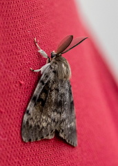 Lymantria dispar dispar