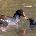  Gallinule poule-d'eau Gallinula chloropus - Common Moorhen