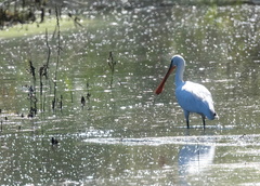 Spatule blanche Platalea leucorodia - Eurasian Spoonbill