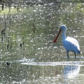 Spatule blanche Platalea leucorodia - Eurasian Spoonbill