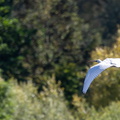 Spatule blanche Platalea leucorodia - Eurasian Spoonbill