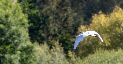 Spatule blanche Platalea leucorodia - Eurasian Spoonbill