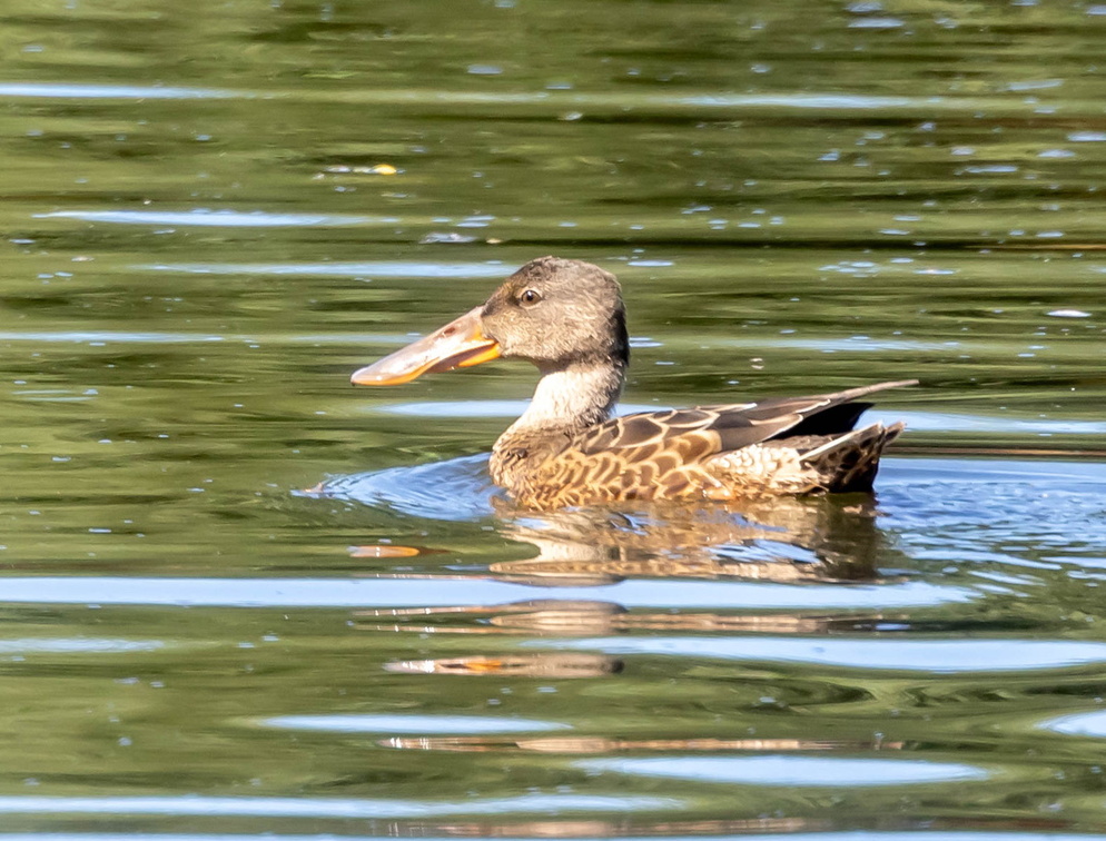 Canard souchet Spatula clypeata - Northern Shoveler