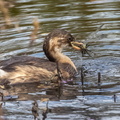 Grèbe castagneux Tachybaptus ruficollis - Little Grebe