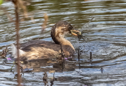 Grèbe castagneux Tachybaptus ruficollis - Little Grebe