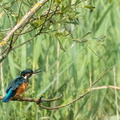 Martin-pêcheur d'Europe Alcedo atthis - Common Kingfisher