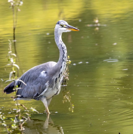 Héron cendré Ardea cinerea - Grey Heron