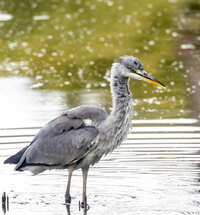 Héron cendré Ardea cinerea - Grey Heron