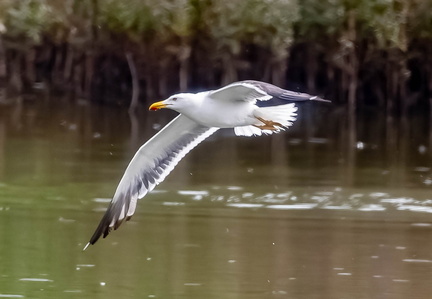 Goéland brun Larus fuscus - Lesser Black-backed Gull