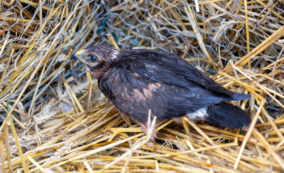 Busard cendré Circus pygargus - Montagu's Harrier (poussin)