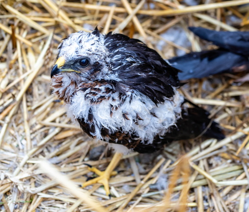 Busard cendré Circus pygargus - Montagu's Harrier (poussin)