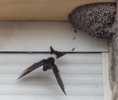 Hirondelle de fenêtre Delichon urbicum - Western House Martin