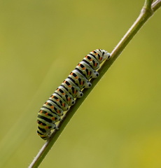 Chenille de Grand porte queue (macaon)