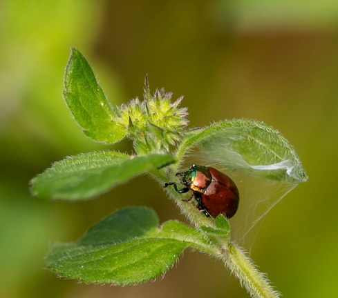 Chrysomèle polie Chrysolina polita