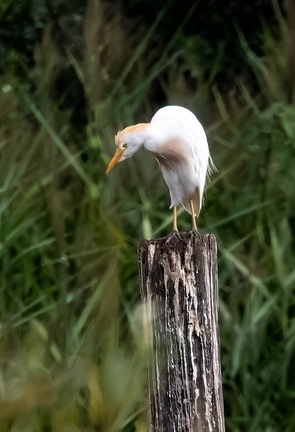 Héron garde-boeufs Bubulcus ibis - Western Cattle Egret