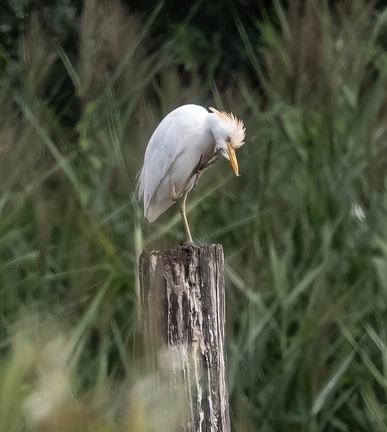 Héron garde-boeufs Bubulcus ibis - Western Cattle Egret