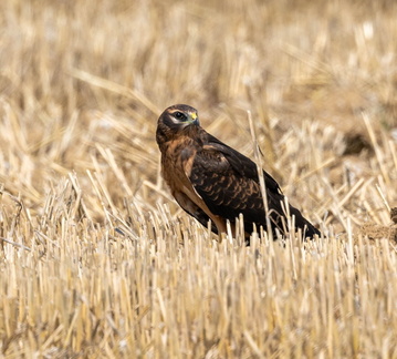 Busard cendré Circus pygargus - Montagu's Harrier (poussin sorti du nid)