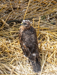 Busard cendré Circus pygargus - Montagu's Harrier (poussin une semaine plus tard)