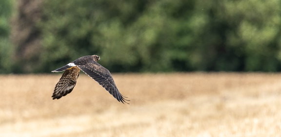 Busard cendré Circus pygargus - Montagu's Harrier (poussin s'envolant)