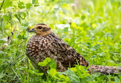 Faisan vénéré Syrmaticus reevesii - Reeves's Pheasant