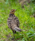 Faisan vénéré Syrmaticus reevesii - Reeves's Pheasant