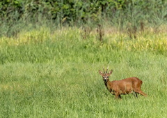 chevreuil (Capreolus capreolus) 