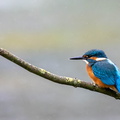 Martin-pêcheur d'Europe Alcedo atthis - Common Kingfisher