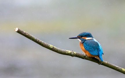 Martin-pêcheur d'Europe Alcedo atthis - Common Kingfisher