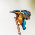 Martin-pêcheur d'Europe Alcedo atthis - Common Kingfisher