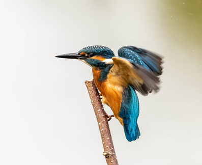 Martin-pêcheur d'Europe Alcedo atthis - Common Kingfisher