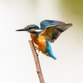 Martin-pêcheur d'Europe Alcedo atthis - Common Kingfisher