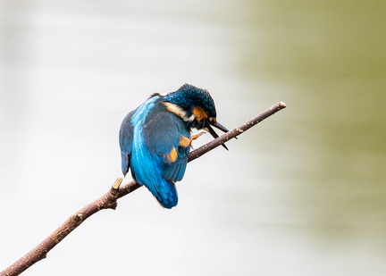 Martin-pêcheur d'Europe Alcedo atthis - Common Kingfisher