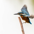 Martin-pêcheur d'Europe Alcedo atthis - Common Kingfisher