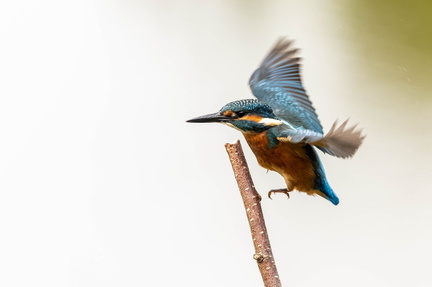 Martin-pêcheur d'Europe Alcedo atthis - Common Kingfisher